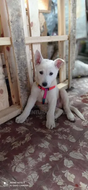 Photo - 1-3 months Male Purebred German Shepherd