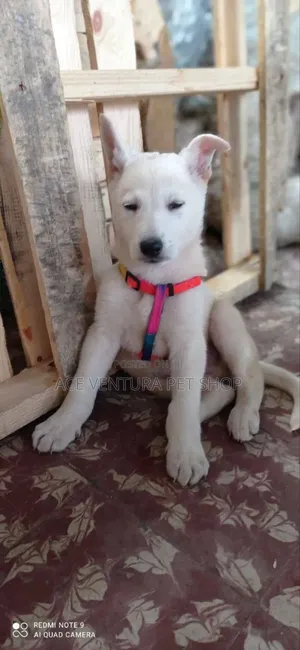 1-3 months Male Purebred German Shepherd