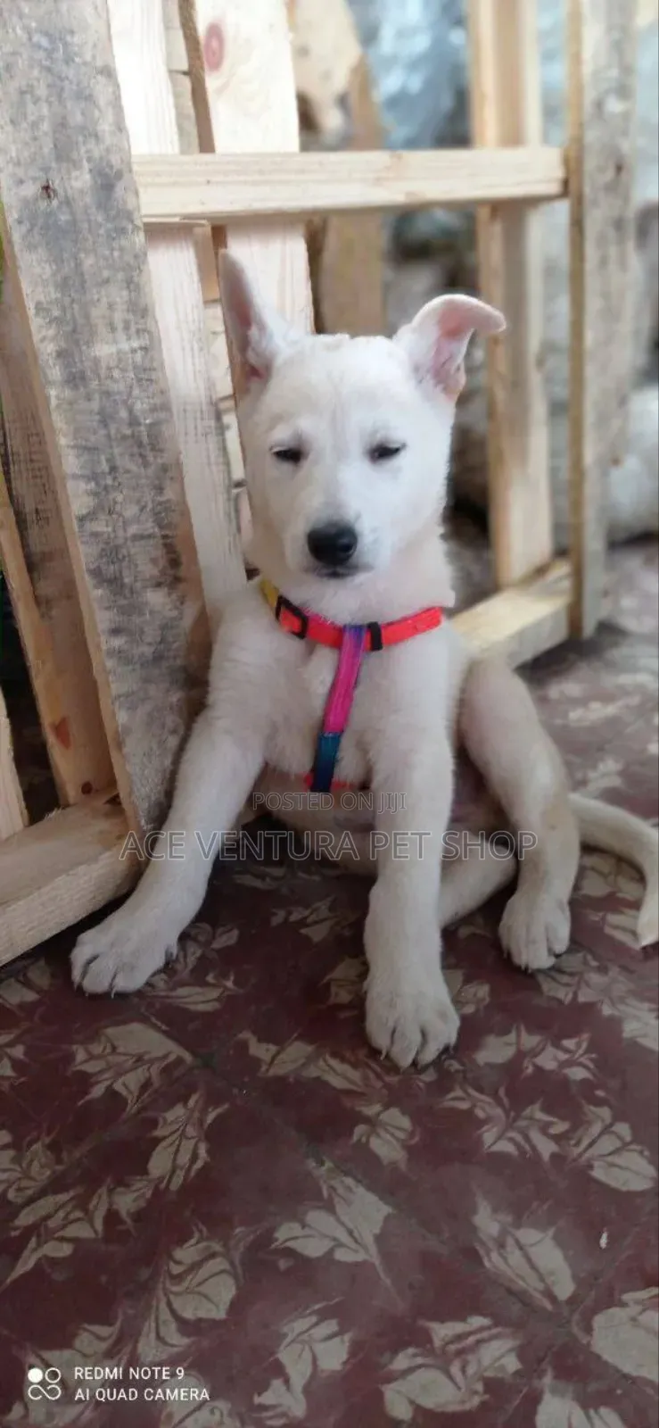 1-3 months Male Purebred German Shepherd