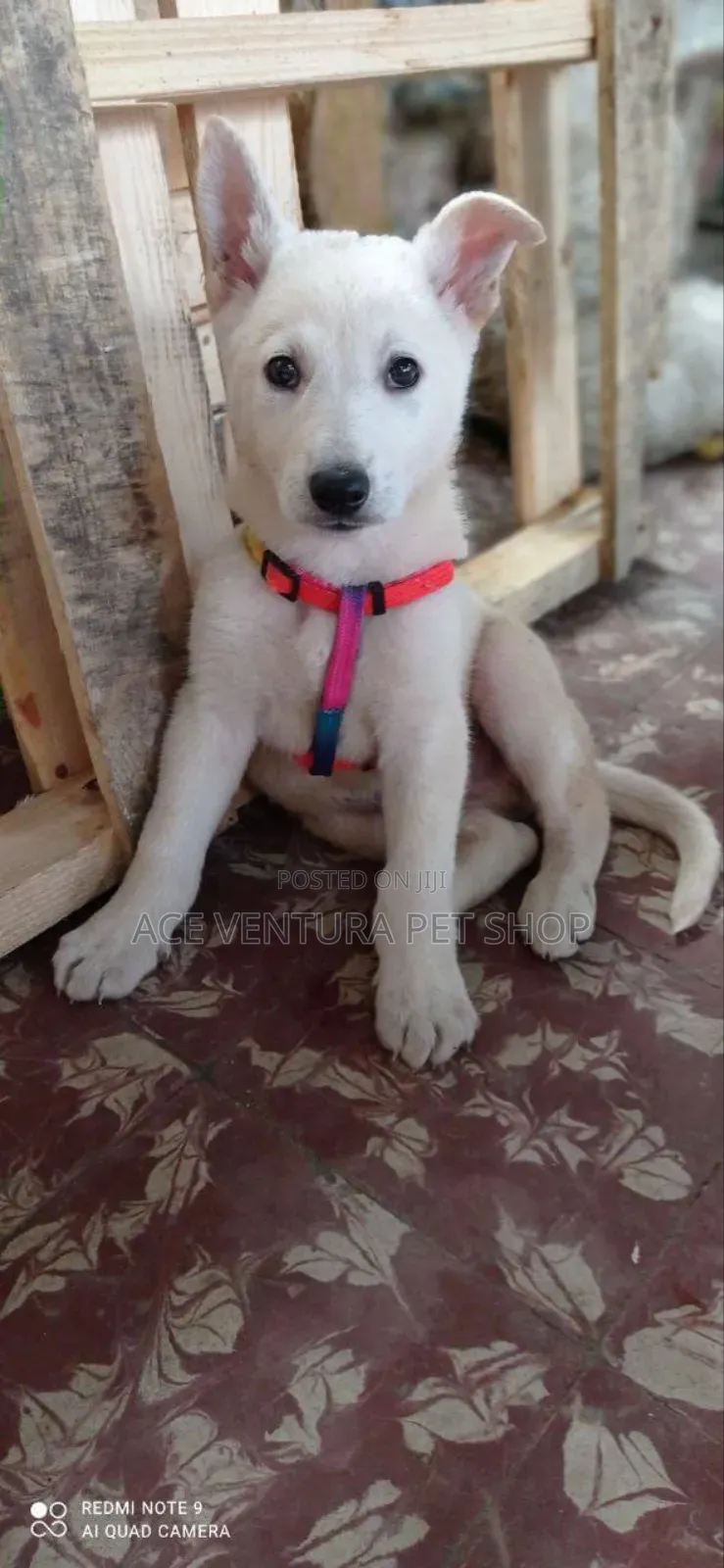 1-3 months Male Purebred German Shepherd