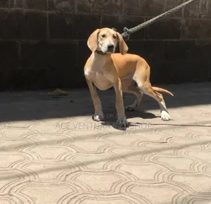 Photo - 1-3 months Female Purebred Great Dane