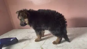 Photo - 1-3 months Female Purebred German Shepherd