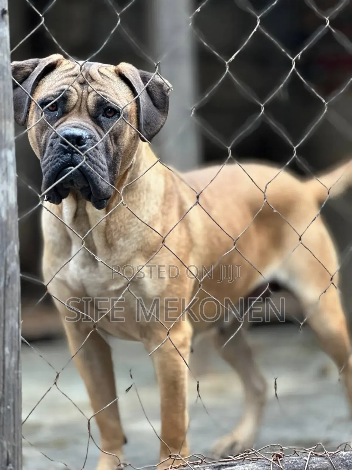 6-12 months Female Purebred Bullmastiff
