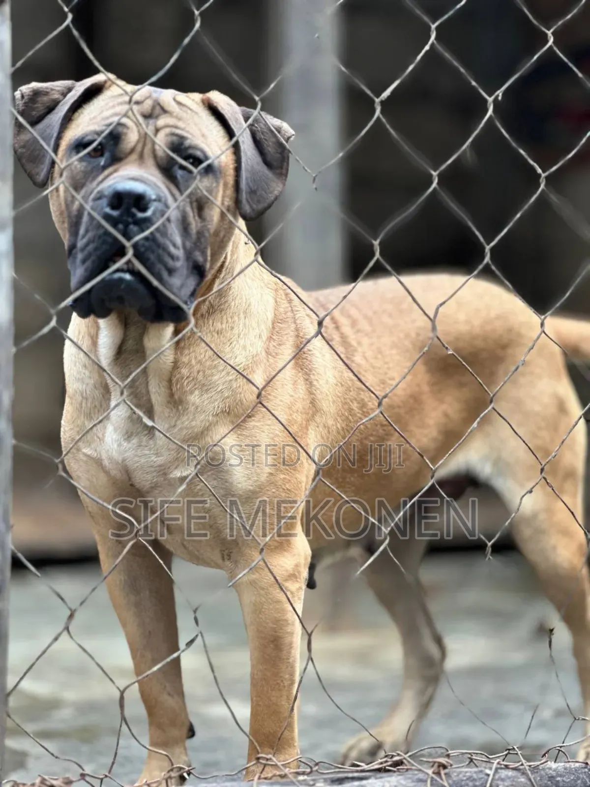 6-12 months Female Purebred Bullmastiff