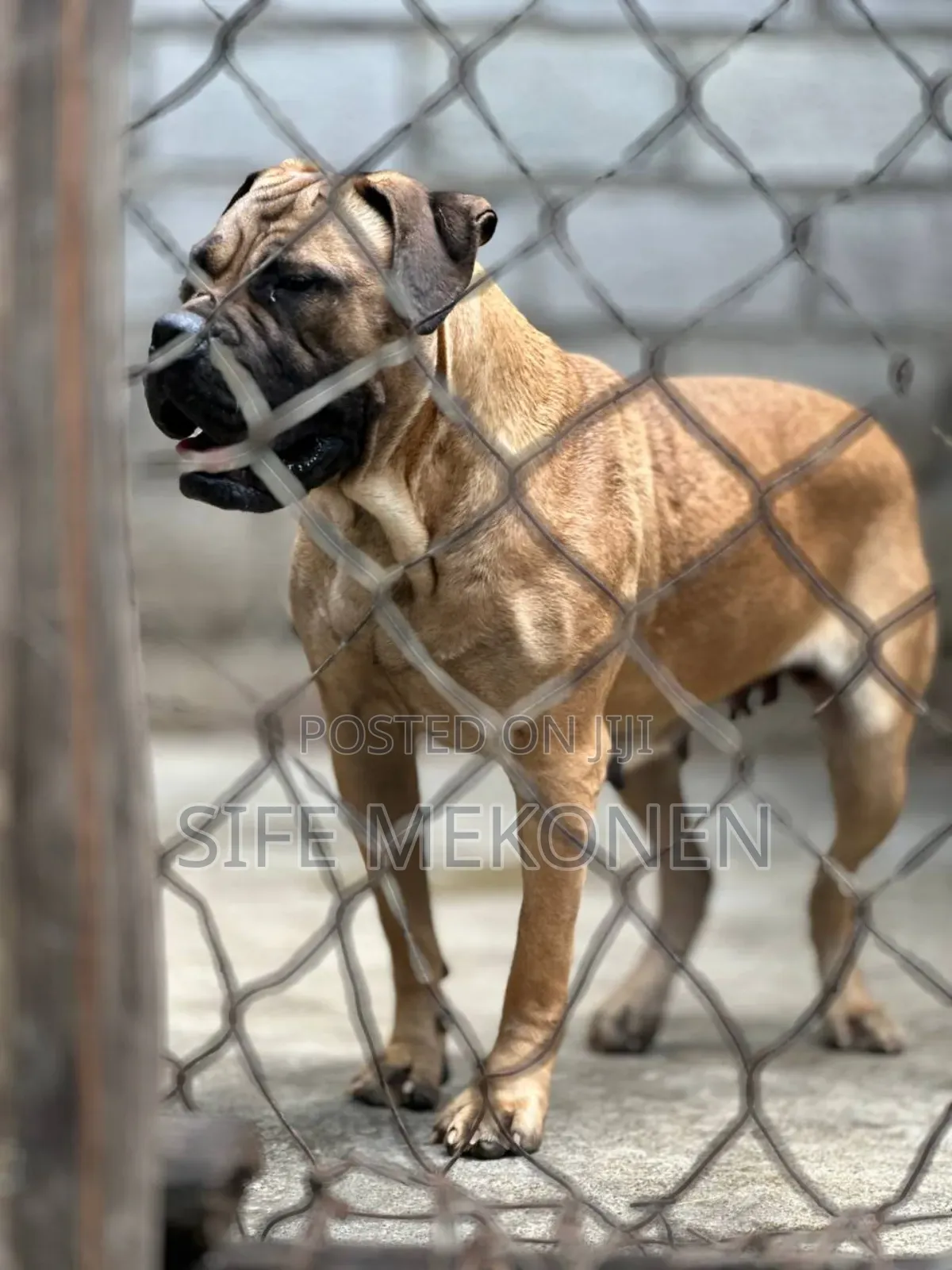 6-12 months Female Purebred Bullmastiff