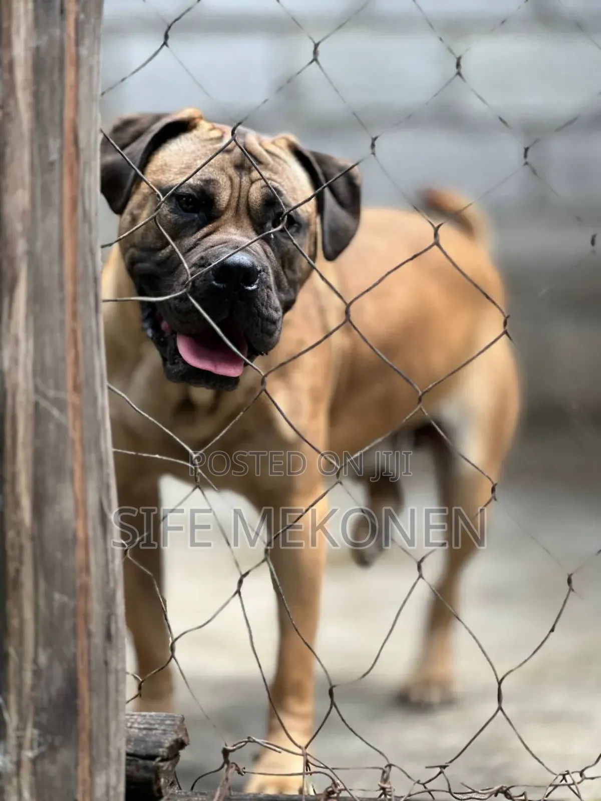 6-12 months Female Purebred Bullmastiff