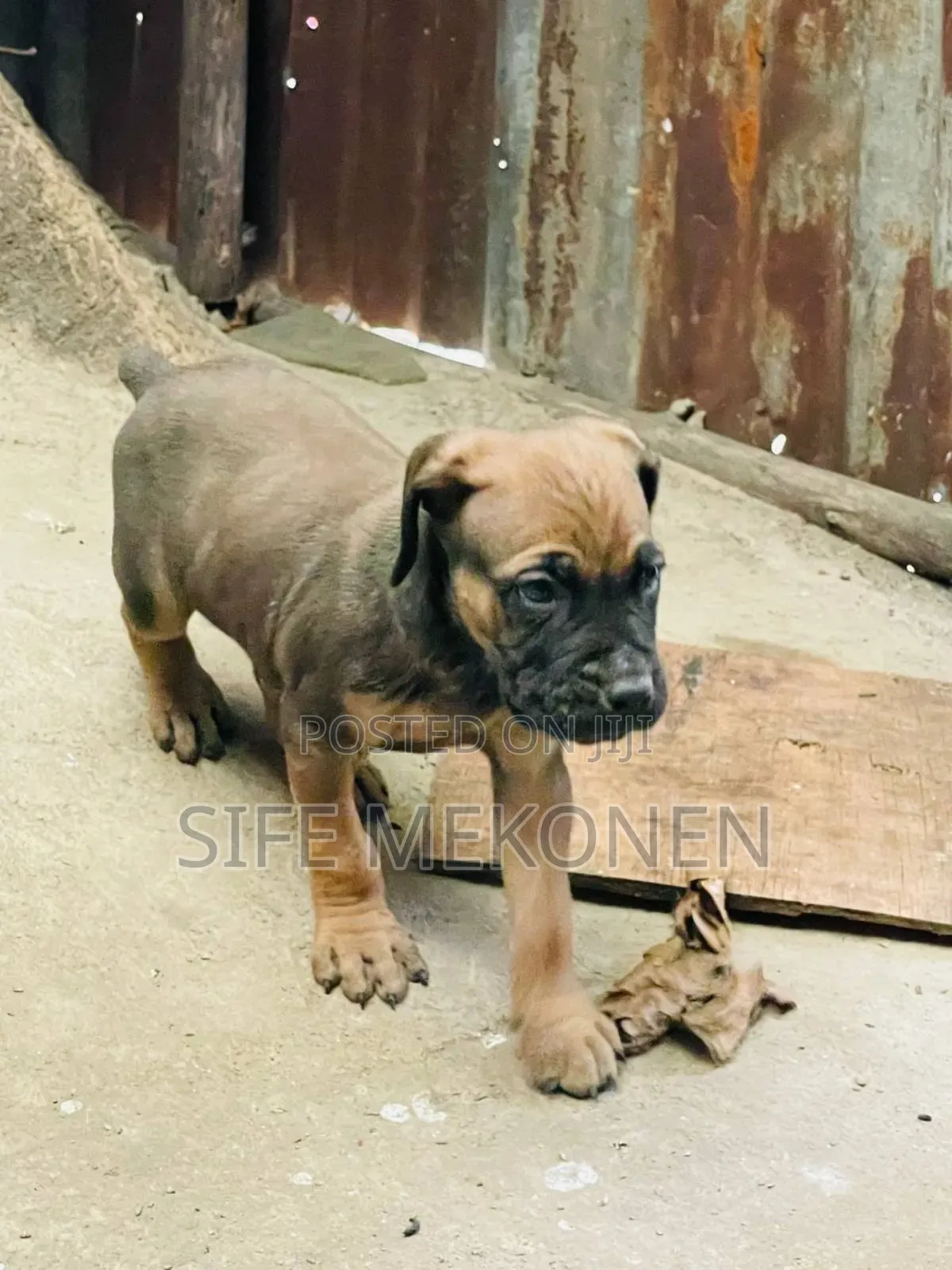 1-3 months Male Purebred Boerboel
