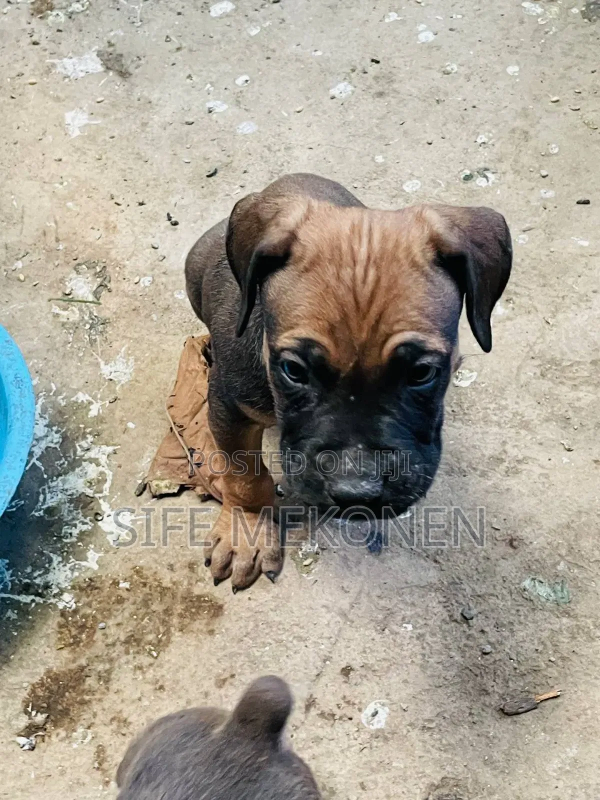 1-3 months Male Purebred Boerboel