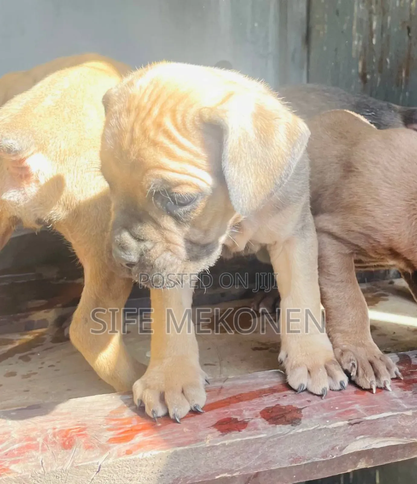 1-3 months Female Purebred Boerboel