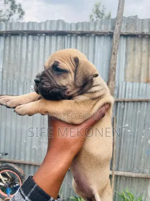1-3 months Female Purebred Boerboel