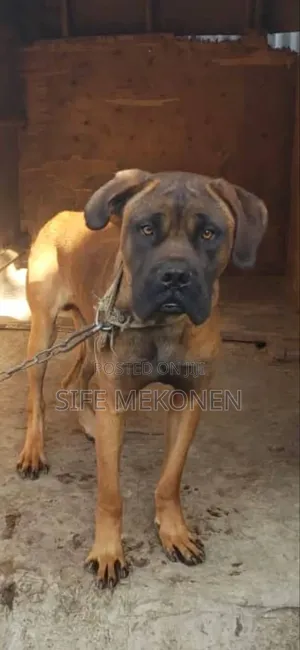 1-3 months Male Purebred Bullmastiff