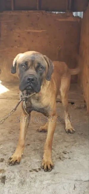 Photo - 1-3 months Male Purebred Bullmastiff