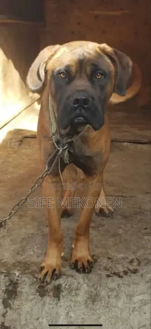 1-3 months Male Purebred Bullmastiff