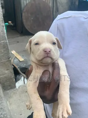 Photo - 1-3 months Male Purebred American Pit Bull Terrier