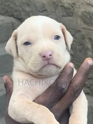 1-3 months Male Purebred American Pit Bull Terrier