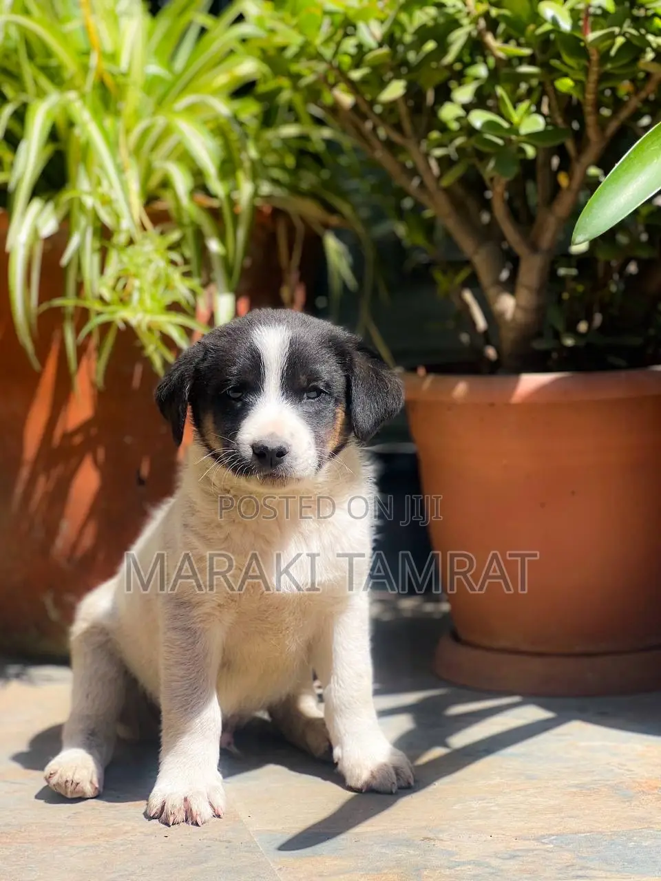 1-3 months Male Mixed Breed Australian Shepherd