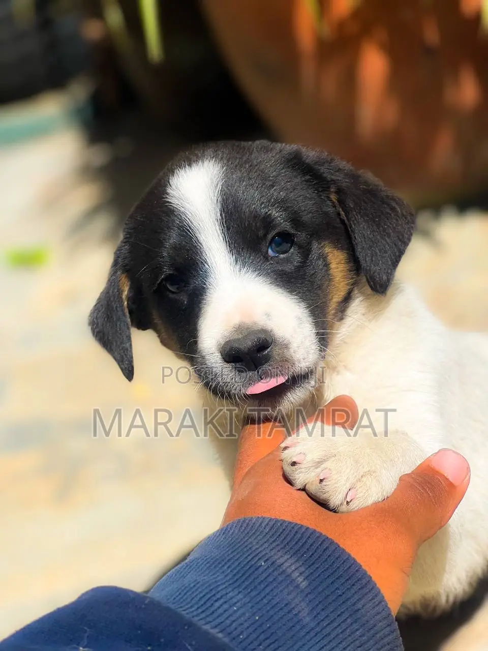 1-3 months Male Mixed Breed Australian Shepherd