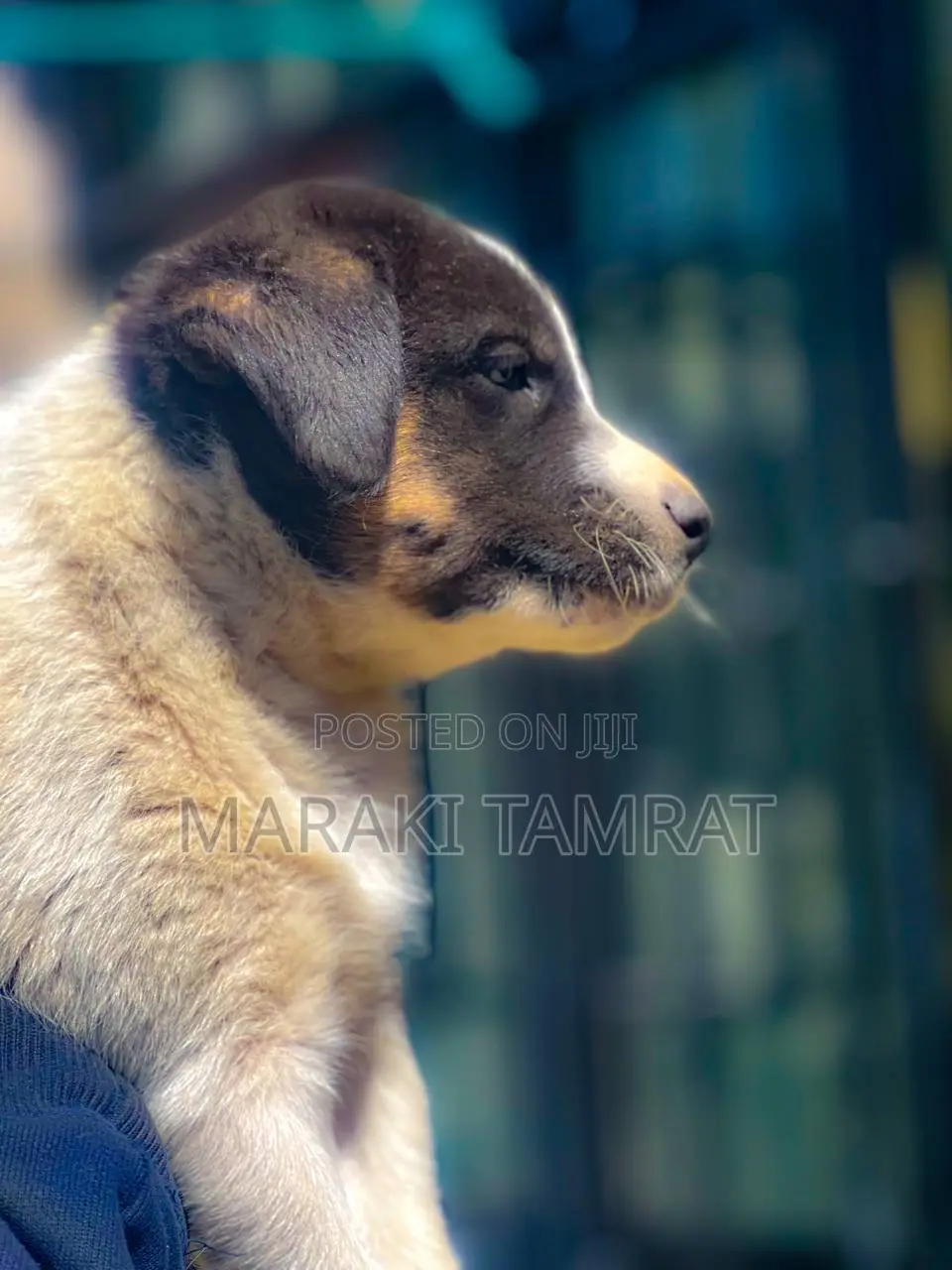 1-3 months Male Mixed Breed Australian Shepherd