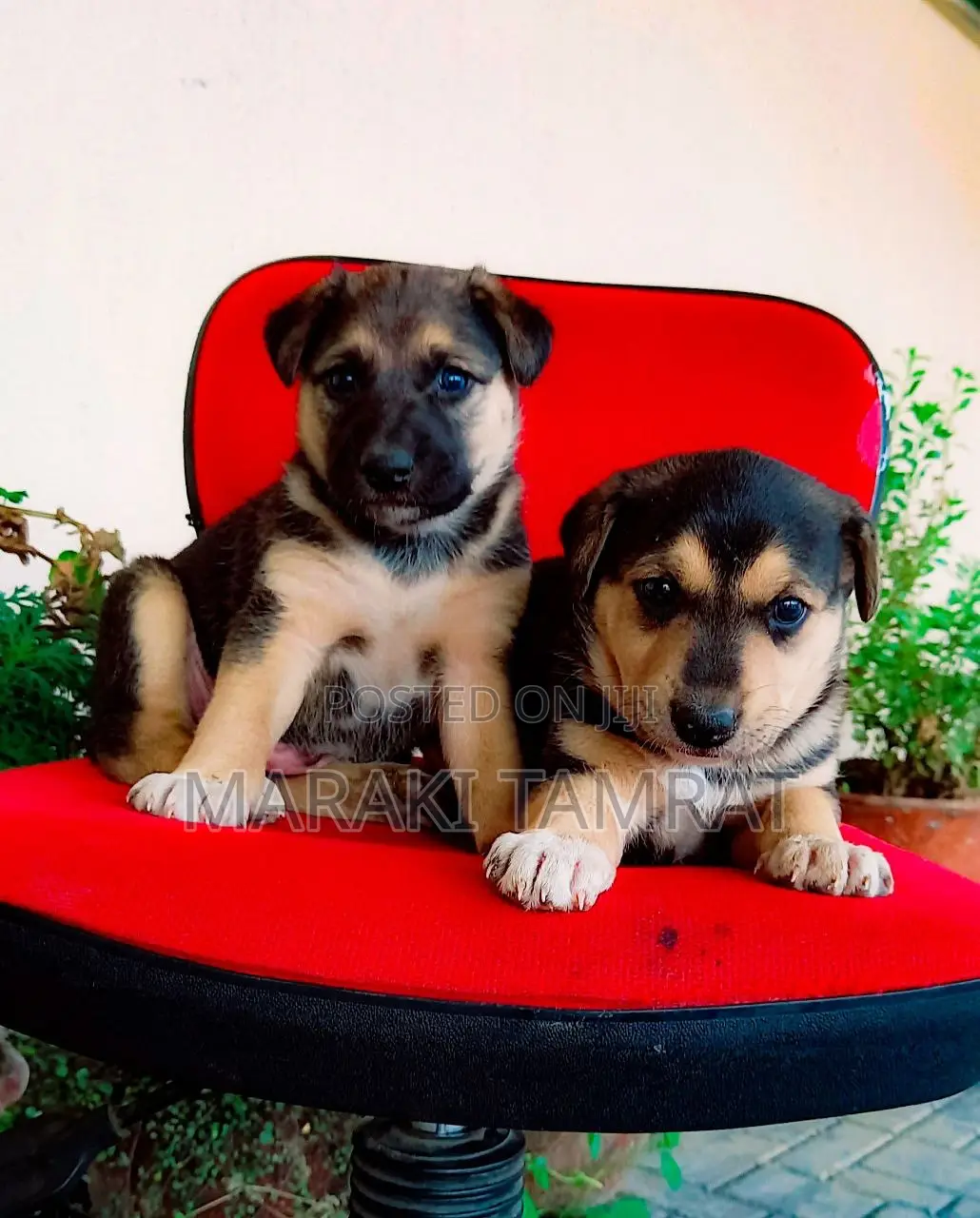 1-3 months Male Purebred German Shepherd