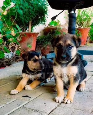 1-3 months Male Purebred German Shepherd