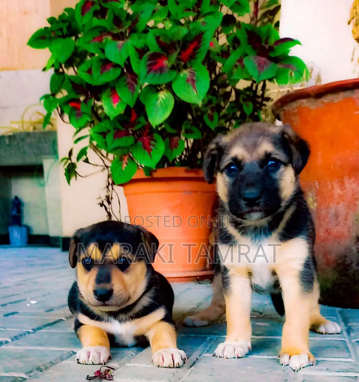 1-3 months Male Purebred German Shepherd