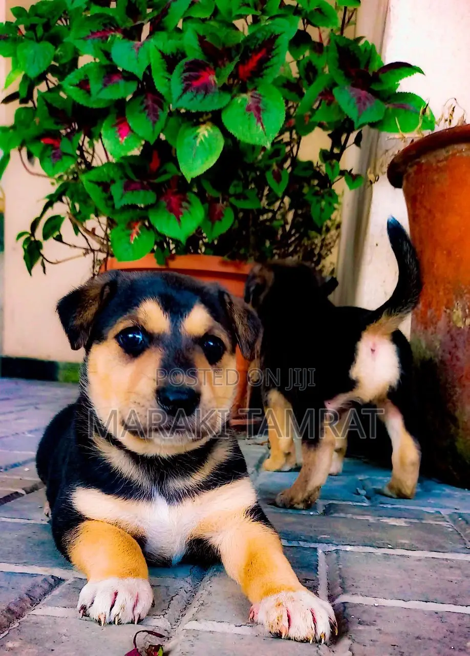 1-3 months Male Purebred German Shepherd