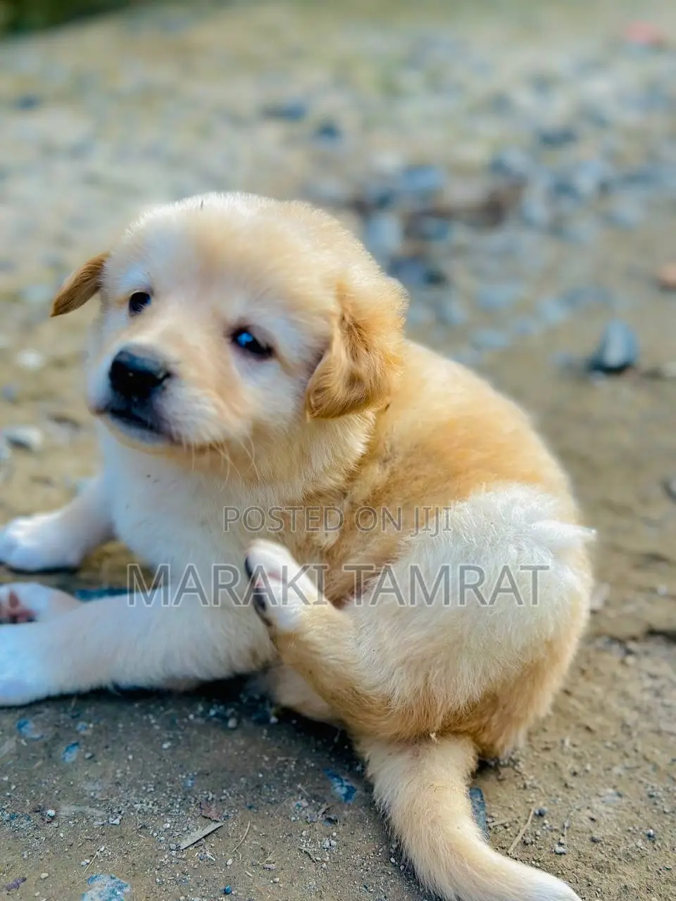 1-3 months Male Purebred Maltese