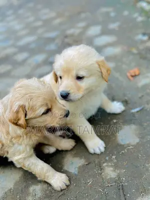 1-3 months Male Purebred Maltese