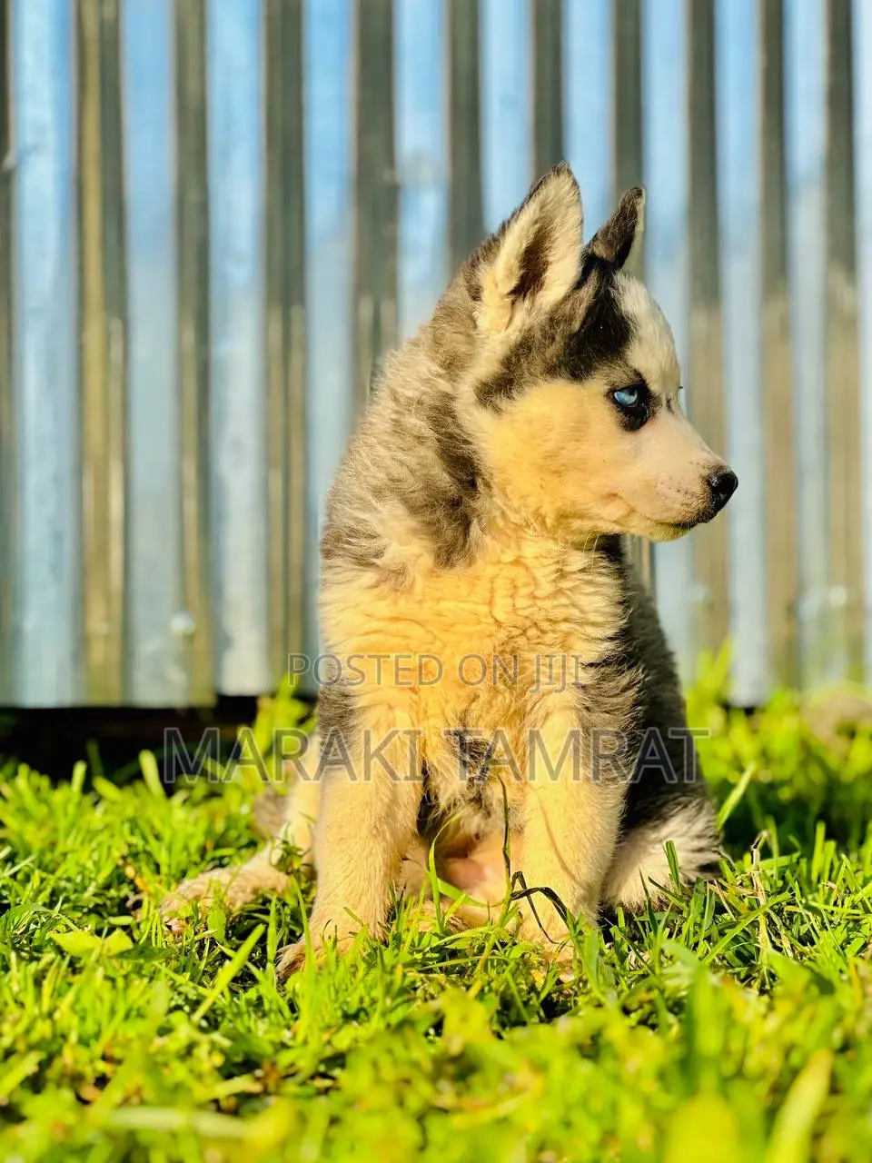 1-3 months Female Purebred Siberian Husky