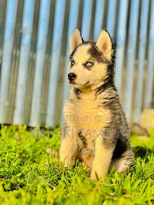 Photo - 1-3 months Female Purebred Siberian Husky