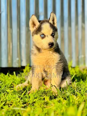 1-3 months Female Purebred Siberian Husky