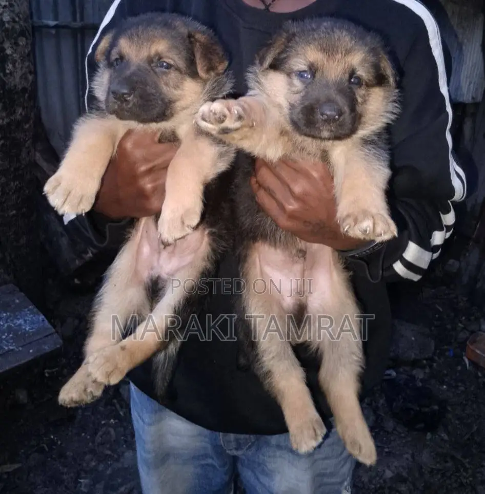 1-3 months Male Purebred German Shepherd