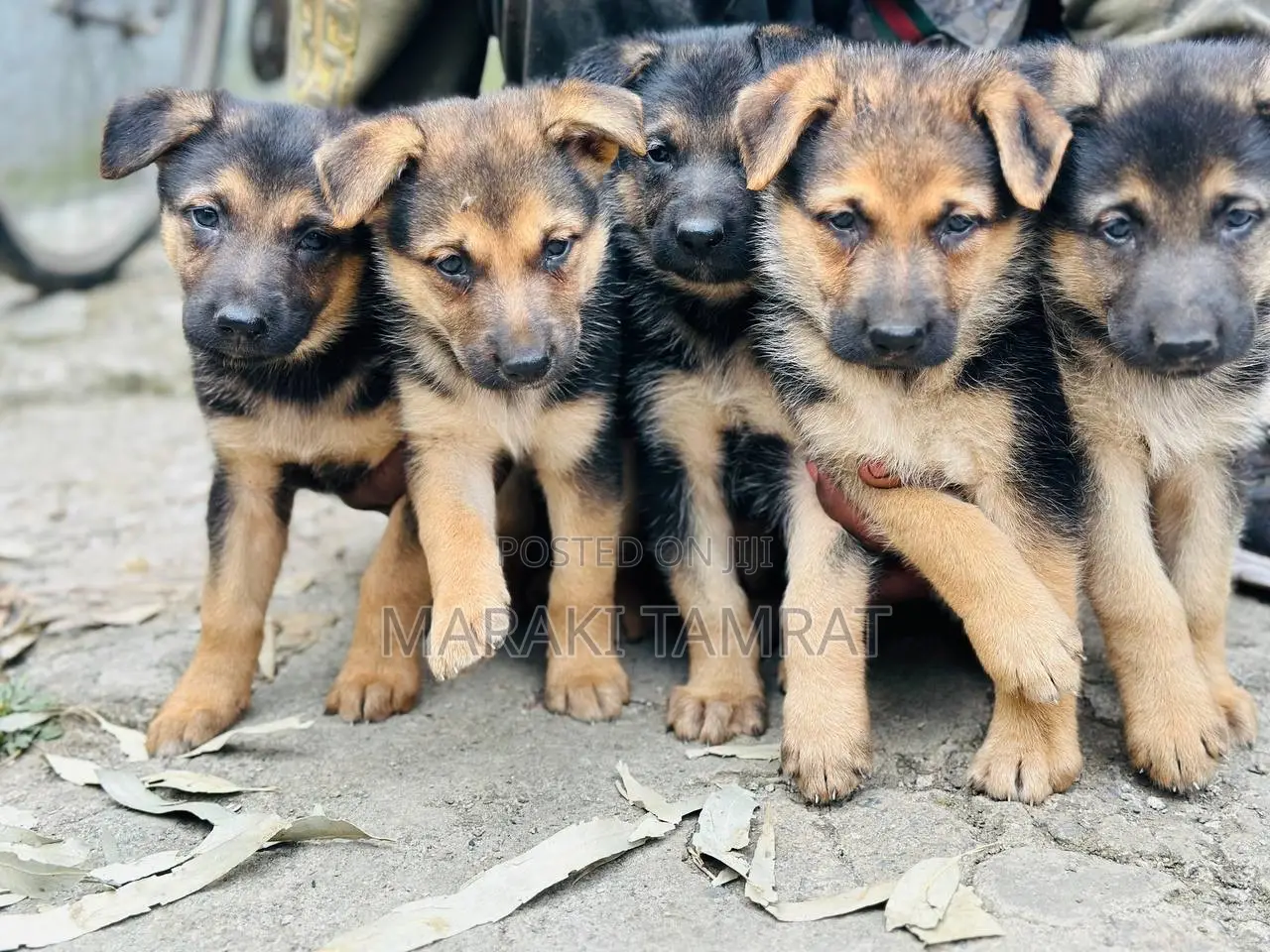 1-3 months Male Purebred German Shepherd