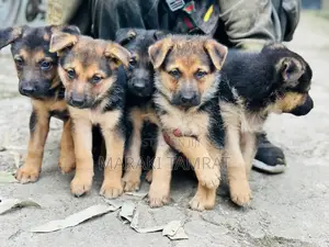Photo - 1-3 months Male Purebred German Shepherd