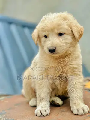 Photo - 1-3 months Male Purebred Maltese