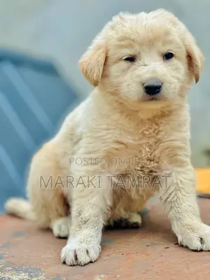 1-3 months Male Purebred Maltese