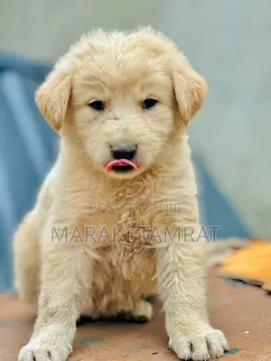 1-3 months Male Purebred Maltese