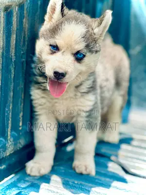 Photo - 1-3 months Female Purebred Siberian Husky
