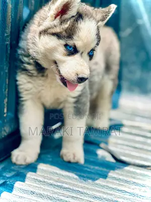 1-3 months Female Purebred Siberian Husky