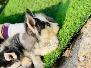 1-3 months Female Purebred Siberian Husky