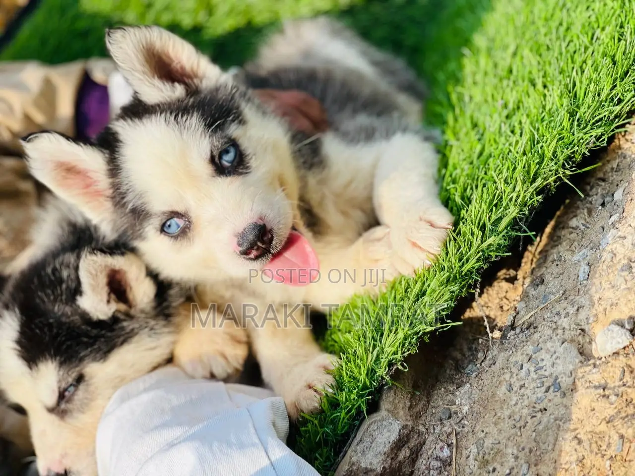 1-3 months Female Purebred Siberian Husky