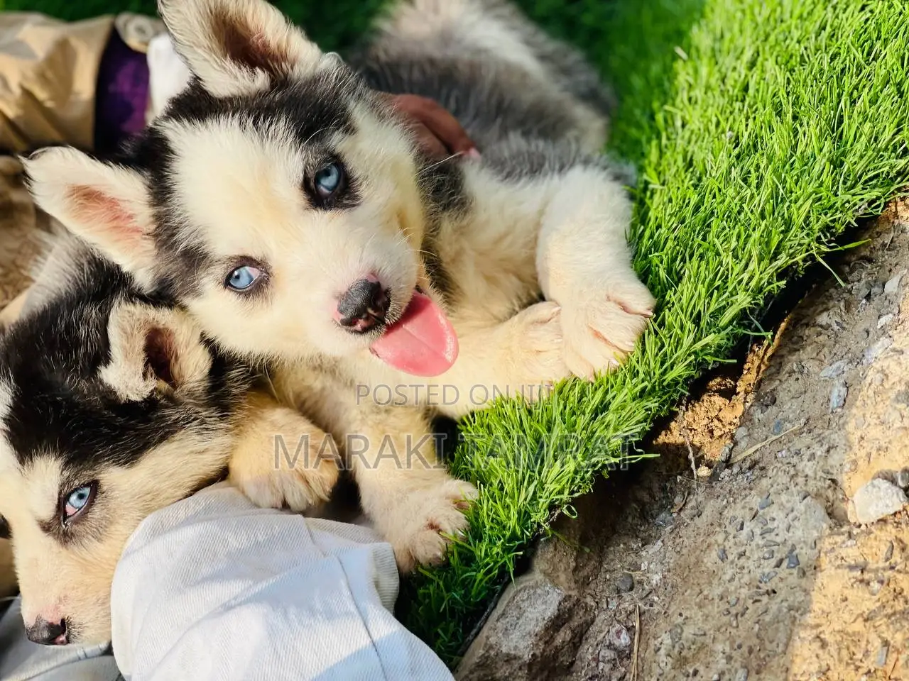 1-3 months Female Purebred Siberian Husky