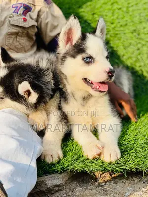 Photo - 1-3 months Female Purebred Siberian Husky