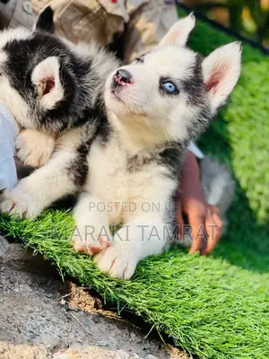 1-3 months Female Purebred Siberian Husky