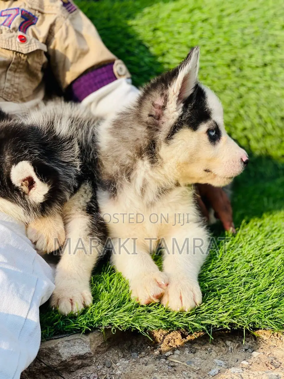 1-3 months Female Purebred Siberian Husky