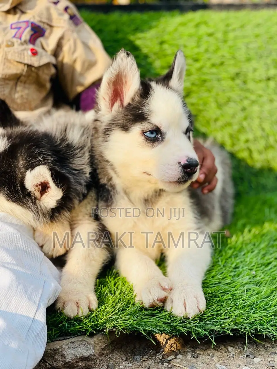 1-3 months Female Purebred Siberian Husky