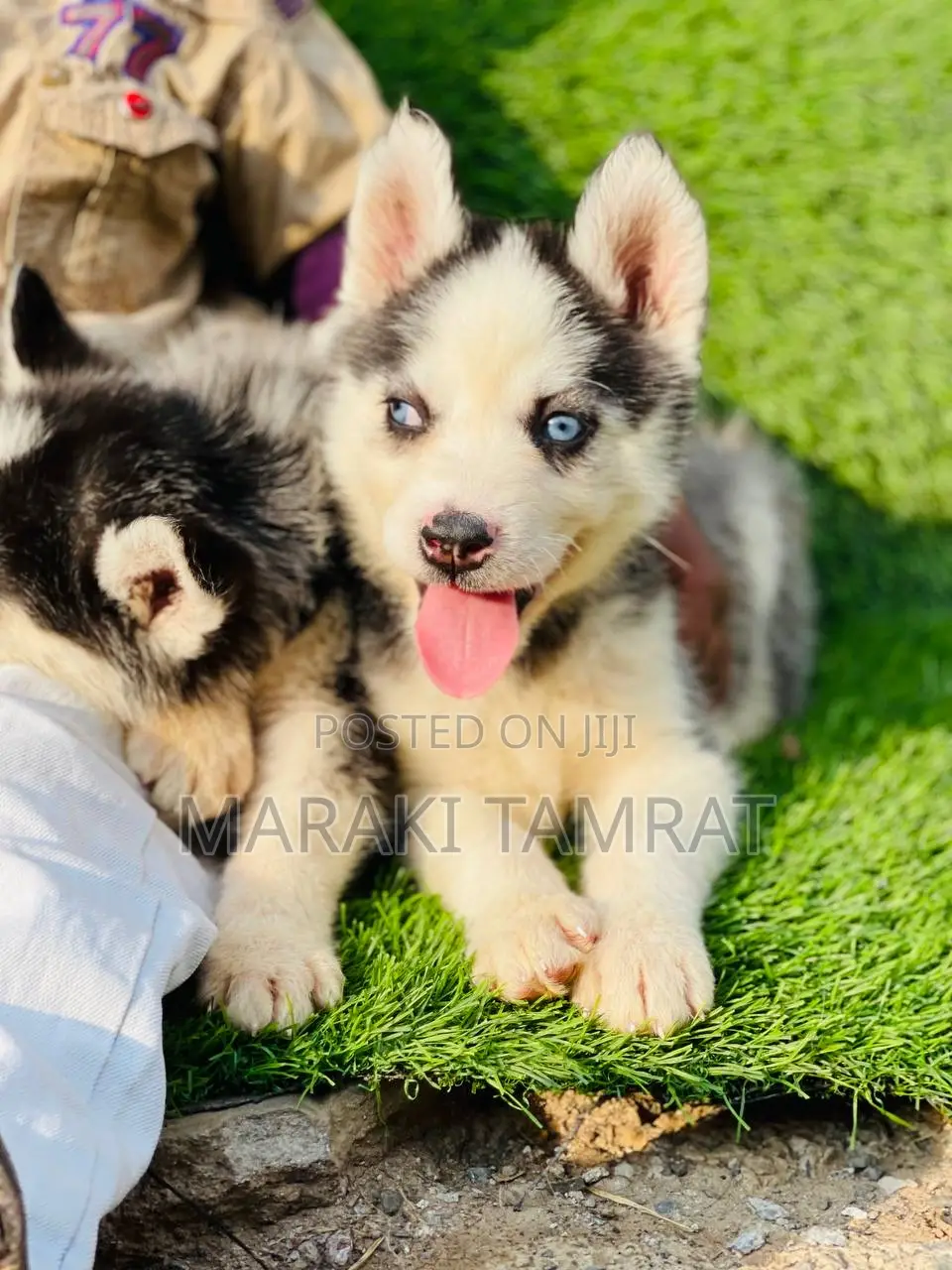 1-3 months Female Purebred Siberian Husky
