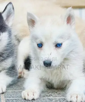 Photo - 1-3 months Female Purebred Siberian Husky