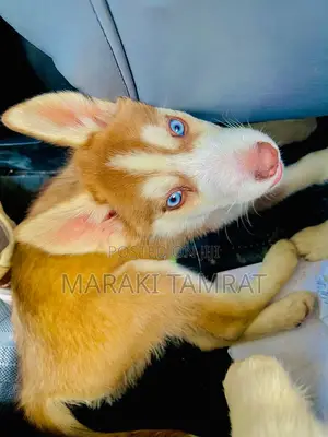 Photo - 1-3 months Female Purebred Siberian Husky