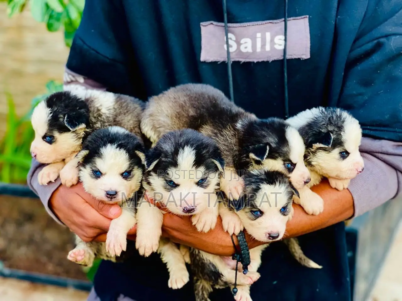 1-3 months Female Purebred Siberian Husky